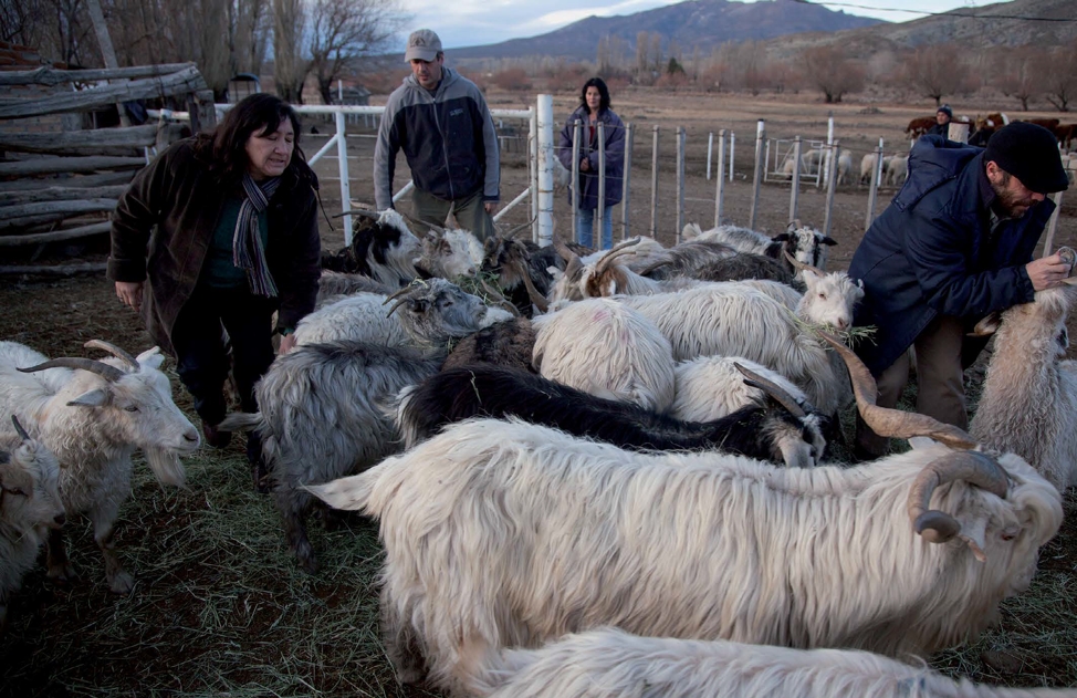 Caso 3: Cabras criollas