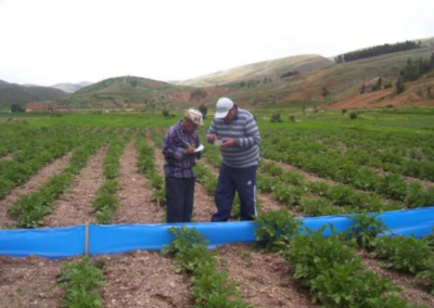 Uso de barreras plásticas para el control del gorgojo de la papa