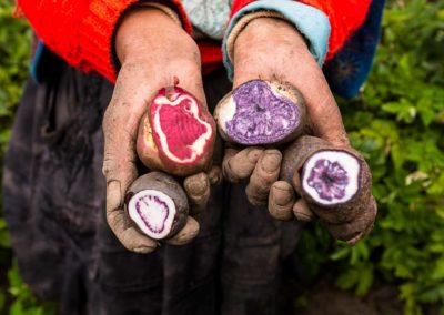 Desarrollo de hojuelas de colores