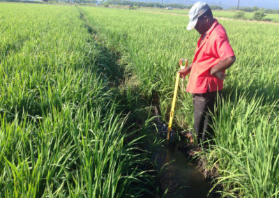 Mejoramiento del manejo integrado del cultivo de arroz para el control de CAHB