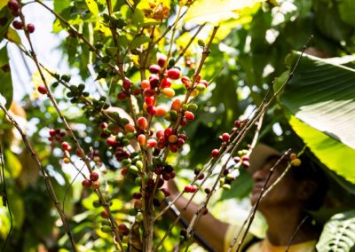 Factores de éxito para la comercialización de productos agropecuarios