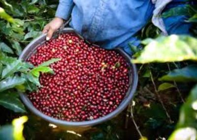 Sistema de alerta temprana para la roya del café