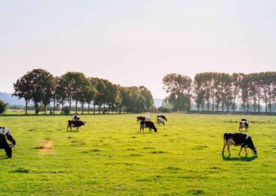 Estrategia para fortalecer los medios de vida de las familias campesinas y la conservación de los recursos naturales