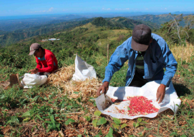 Frijol rico en hierro para la agricultura familiar de América Latina y El Caribe